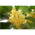 安徽桂花小苗|安徽桂花基地