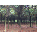 安徽广玉兰基地|滁州广玉兰基地 