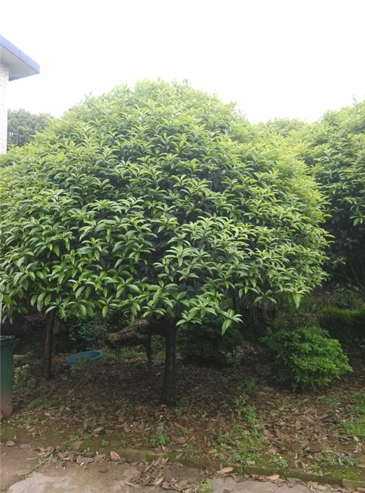 安徽桂花|滁州桂花 