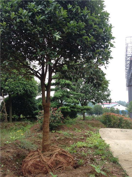 安徽桂花小苗基地￥桂花小苗基地