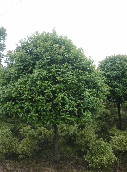 安徽桂花价格|滁州桂花价格 
