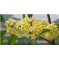安徽桂花|滁州桂花