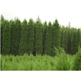 蜀桧|滁州蜀桧小苗价格|基地