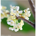 安徽桂花供应|安徽桂花种植