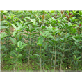 桂花|滁州桂花小苗价格|基地