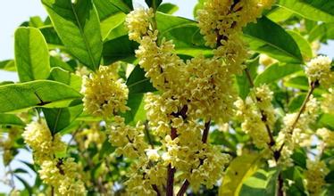 安徽桂花价格|滁州桂花价格