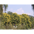 安徽栾树价格|滁州栾树价格