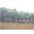 安徽栾树批发|价格|供应|种植|基地 