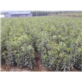 桂花|滁州桂花小苗出售|行情