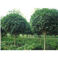 安徽桂花树|价格|批发|基地