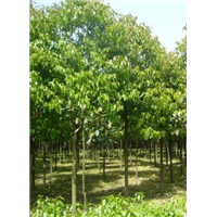 安徽栾树批发|价格|种植|基地