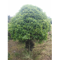 安徽桂花基地|滁州桂花基地 