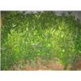 桂花|滁州桂花小苗供应|出售