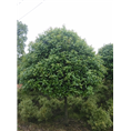 安徽桂花种植|滁州桂花种植 