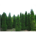 蜀桧|蜀桧小苗基地|供应