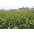 滁州|安徽桂花小苗基地|出售