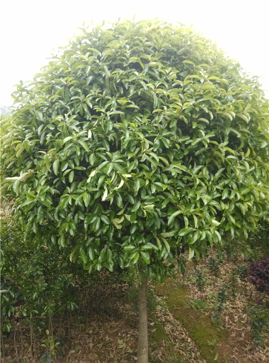滁州桂花小苗批发￥滁州优质桂花小苗