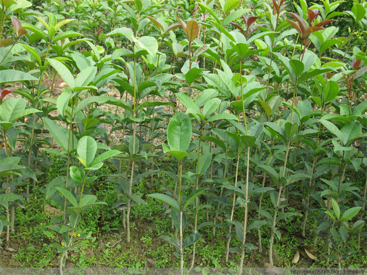 桂花|滁州桂花小苗价格|基地