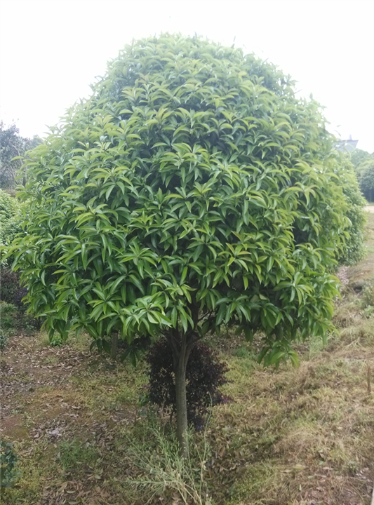 安徽桂花基地|滁州桂花基地 