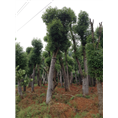 安徽香樟种植|滁州香樟种植 