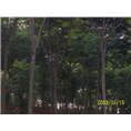 安徽栾树|滁州栾树 