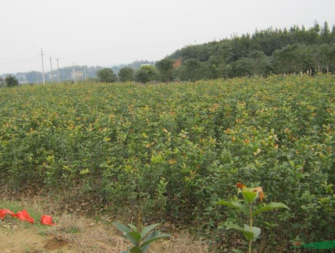 滁州桂花小苗供应￥桂花小苗供应