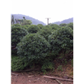 安徽桂花小苗批发￥桂花小苗价格