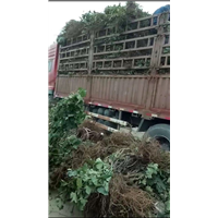 连云港大葡萄苗 