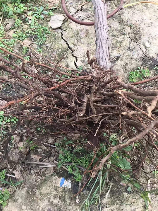 连云港葡萄占地苗4年苗 