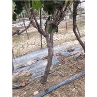 连云港葡萄占地苗4年苗 