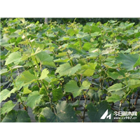 连云港葡萄占地苗 