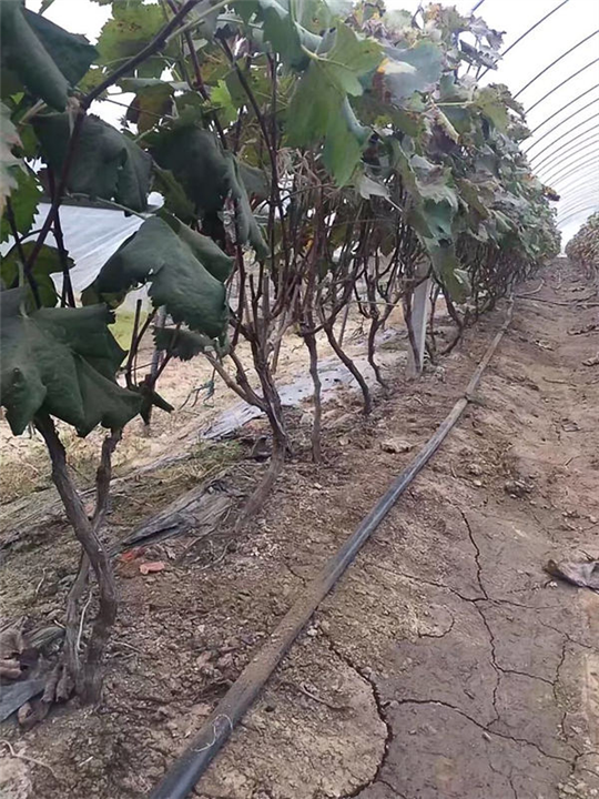 连云港葡萄占地苗4年苗 