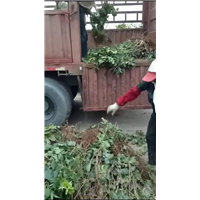 连云港大葡萄苗 