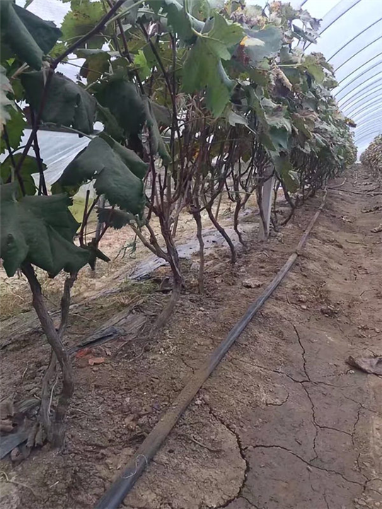 连云港葡萄占地苗4年苗 