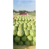内蒙古西瓜批发基地哪家好