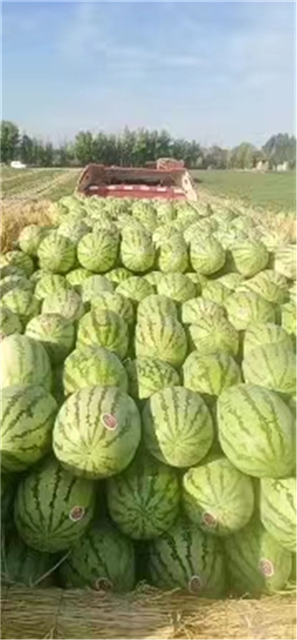 内蒙古西瓜批发基地哪家好