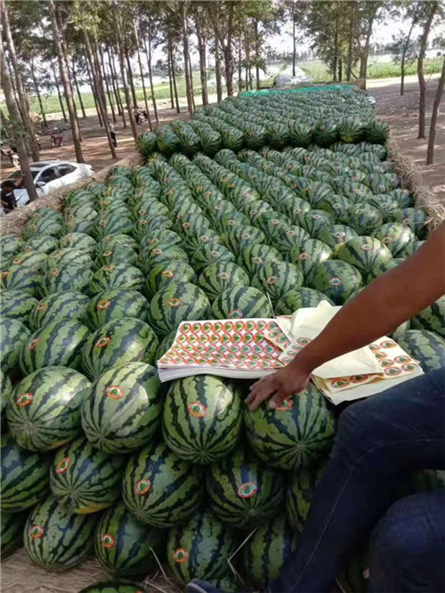 辽宁西瓜特点是什么