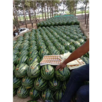 辽宁西瓜代办找小辉