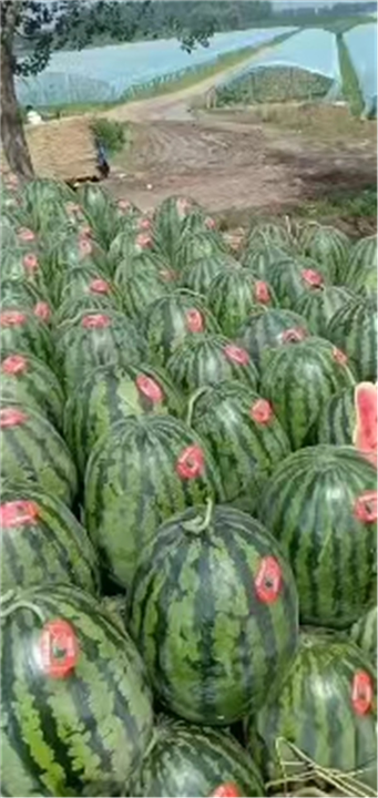 辽宁省西瓜代办代发