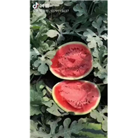 辽宁西瓜代收代办