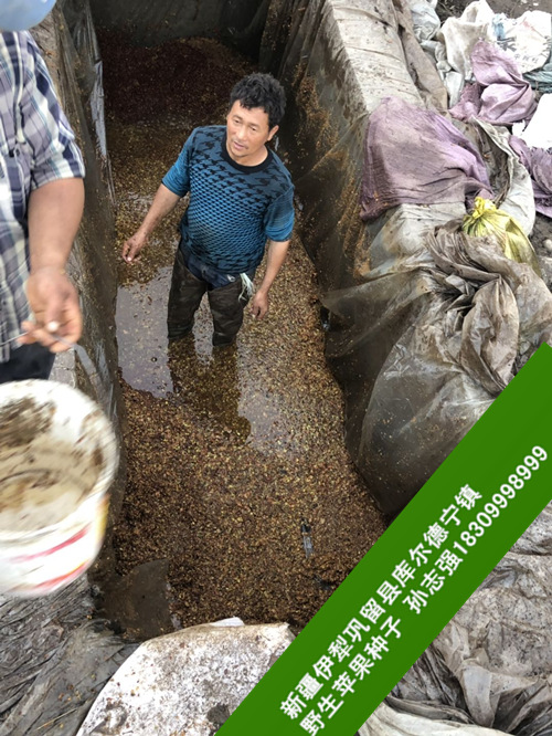 野生苹果种子加工_野生苹果批发销售处 