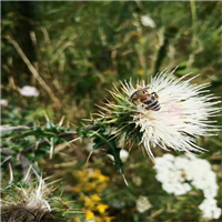 新疆野苹果种子价格