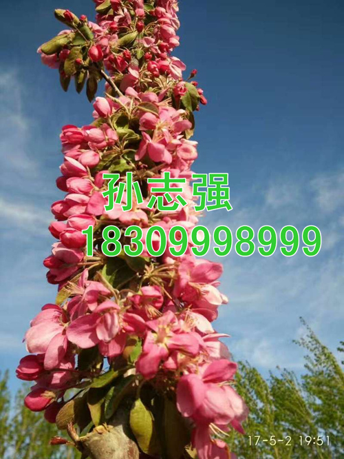 新疆野生苹果种子花期 