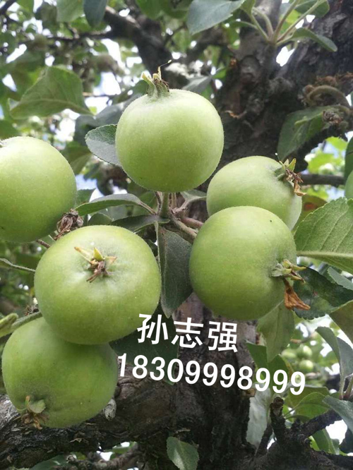 新疆野生苹果种子长年批发价销售甘肃区域 