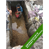 野生苹果种子加工_野生苹果批发销售点 