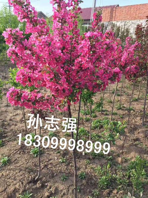 新疆野生苹果种子花期 