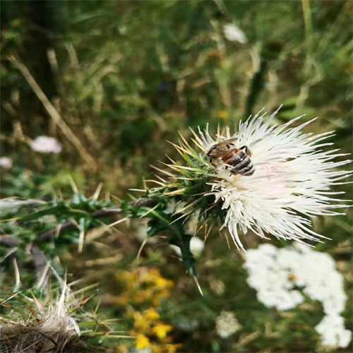 新疆野苹果种子价格