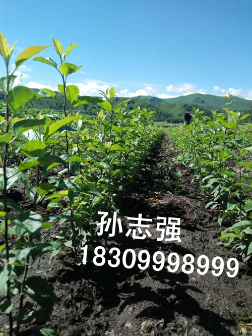 新疆野生苹果种子,新疆野生苹果种子 