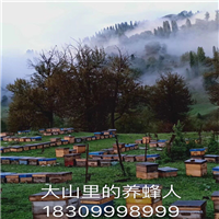 新疆野苹果种子价格