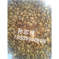 新疆野生苹果种子**加工经营基地 